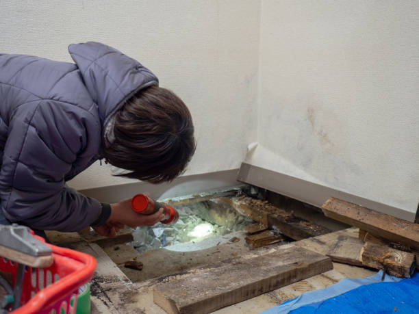 Best Mold Damage Restoration  in Bridgehampton, NY