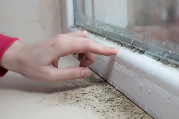 Best Mold Removal for HVAC Installations  in Bridgehampton, NY