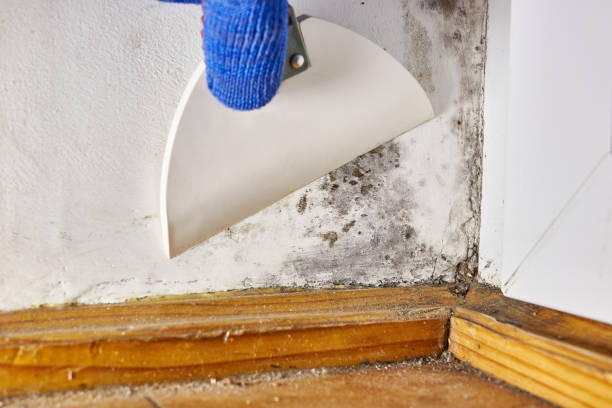 Best HVAC Mold Inspection and Cleaning  in Bridgehampton, NY