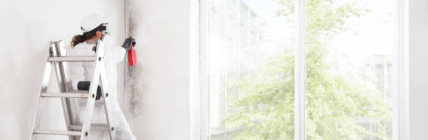 Reliable Bridgehampton, NY Mold Removal Solutions